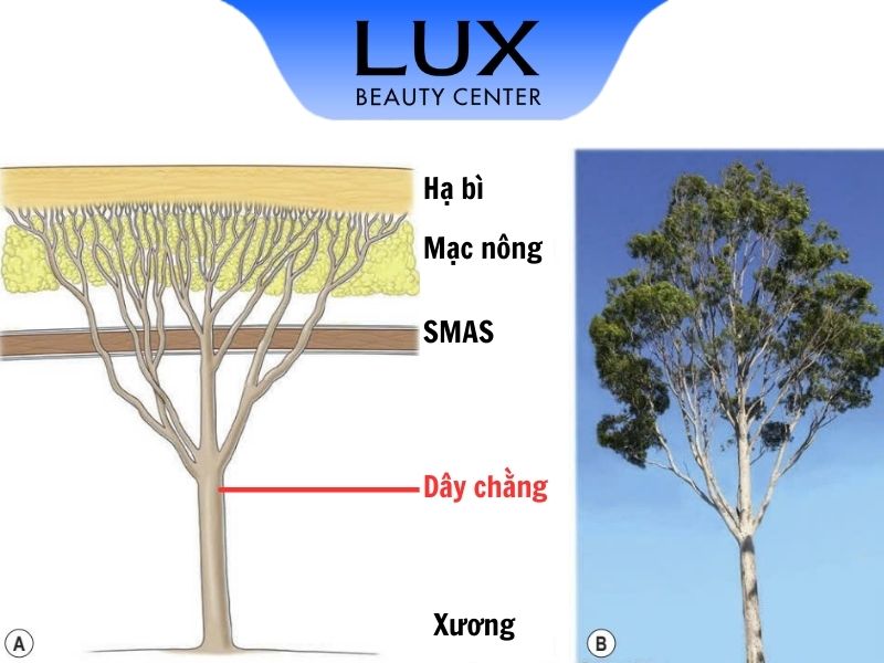 hình mô tả cái cây và chữ dây chằng